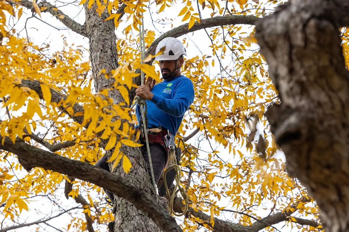 Skilled Emergency Tree Service crew working in Etna
